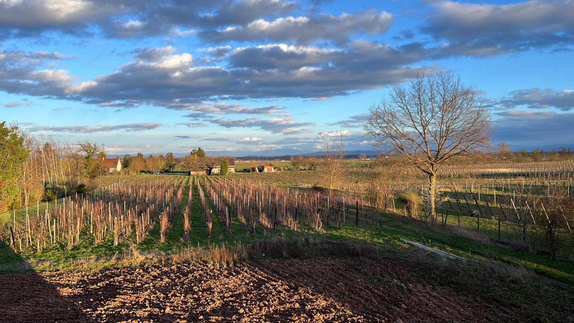 Oasis Tout Confort A Bergheim, Alsace Екстер'єр фото